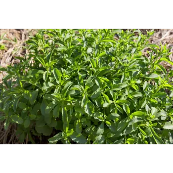 Natural Stevia Plants